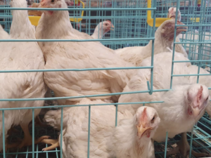 Broilers for sale (2kg)