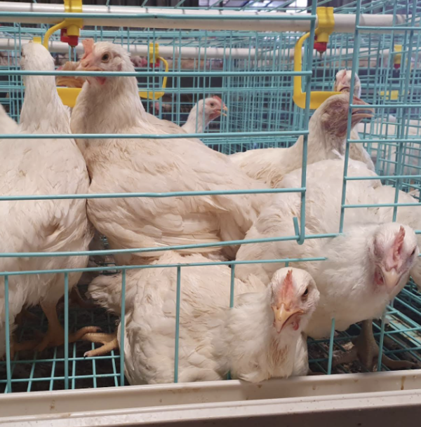 Broilers for sale (2kg)