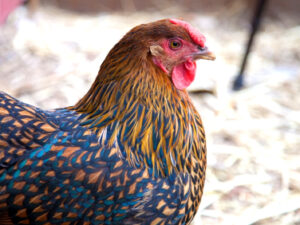 Wyandotte Gold Laced