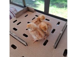 Day Old Lohman Brown Layer Chicks 100 Per Box