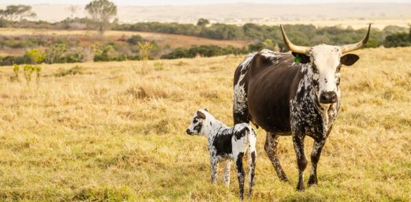 Nguni Cattle