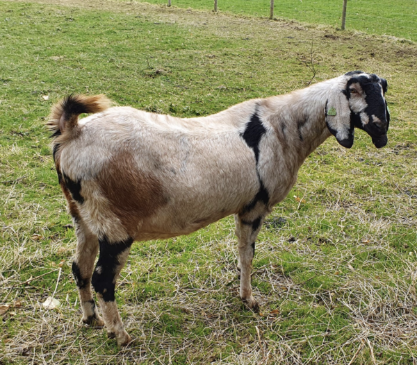 Anglo Nubian Goats