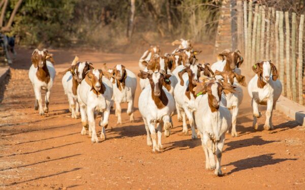 Full Blood Boer Goat