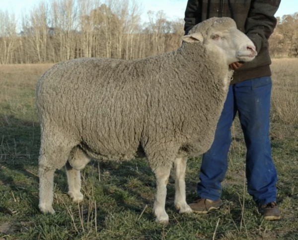 Full Blood Merino Wool Sheep