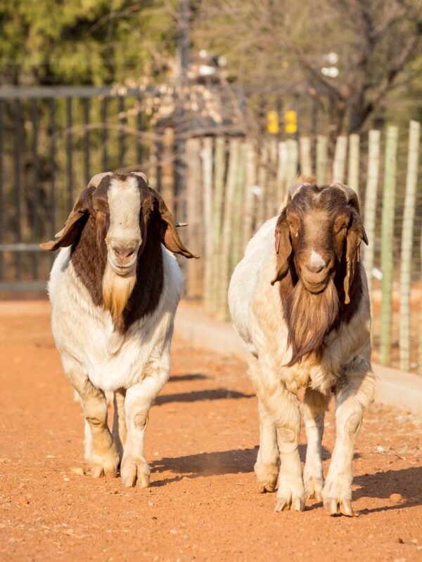 Full Blood Boer Goat - Image 5