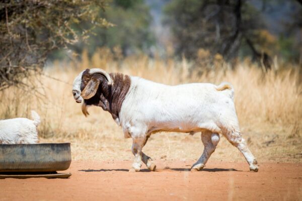 Full Blood Boer Goat - Image 6