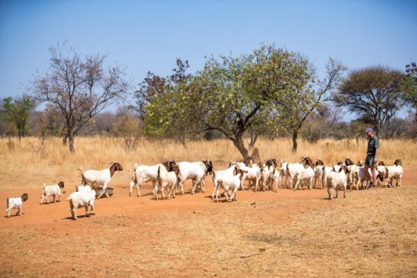 Full Blood Boer Goat - Image 7