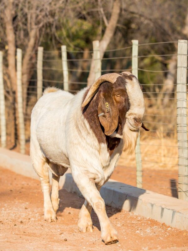 Full Blood Boer Goat - Image 9