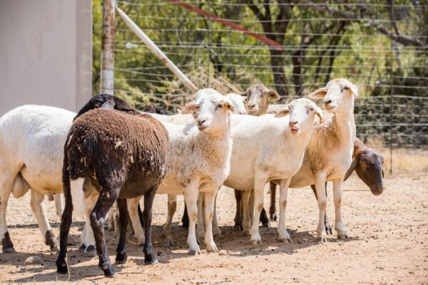 White Head Dorper Sheep ( Ewes / Ram )