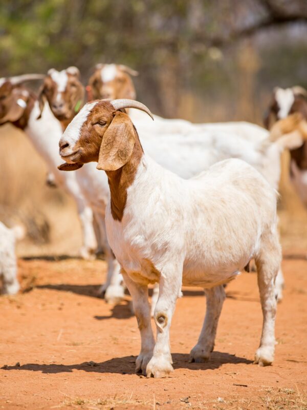 Full Blood Boer Goat - Image 2