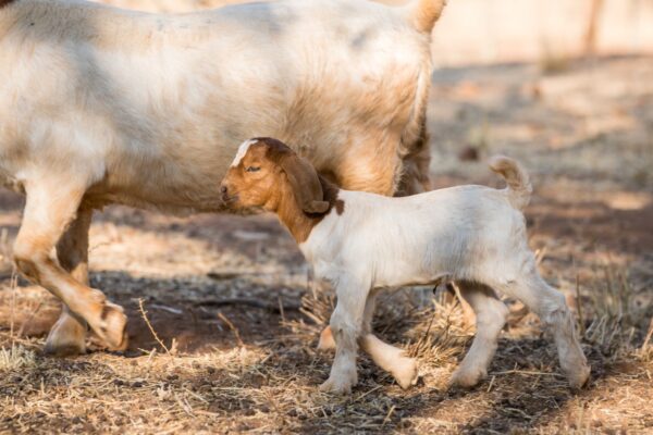 Full Blood Boer Goat - Image 3