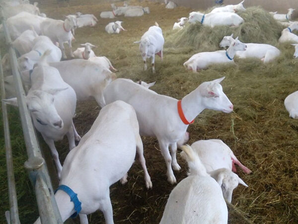 Typical Full Blood Saanen Milk Goats - Image 2