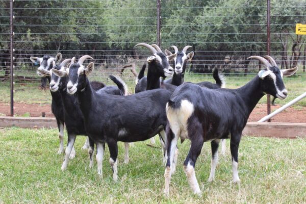 Alpine Goats ( Milk Goats) - Image 4