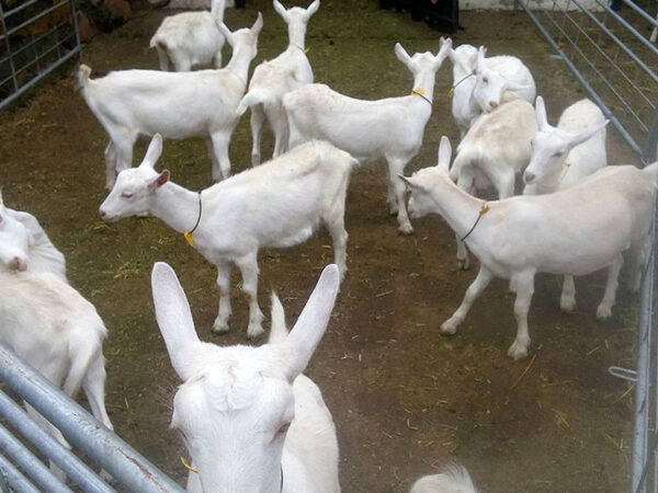 Typical Full Blood Saanen Milk Goats