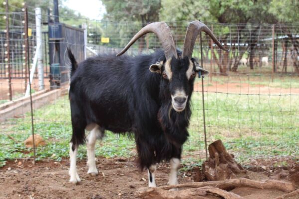 Alpine Goats ( Milk Goats) - Image 3