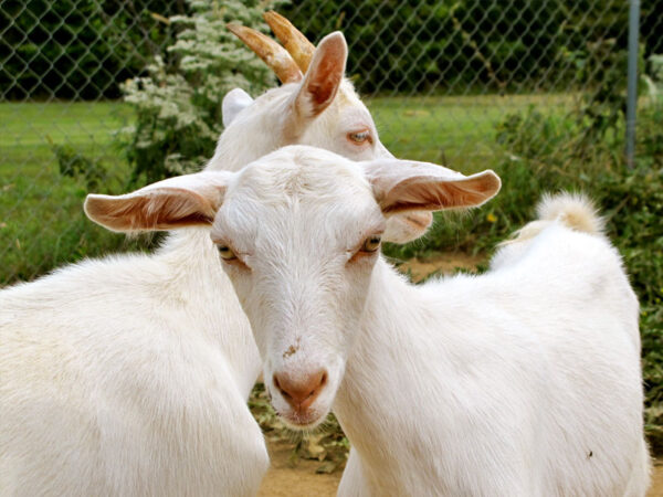 Typical Full Blood Saanen Milk Goats - Image 4