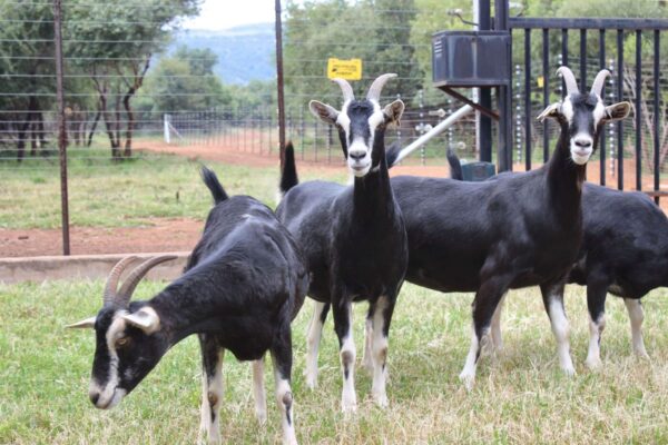 Alpine Goats ( Milk Goats) - Image 2