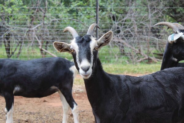 Alpine Goats ( Milk Goats)