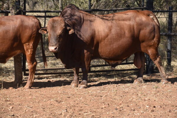 Afrikaner Cattle