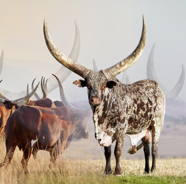 Ankole Cattle