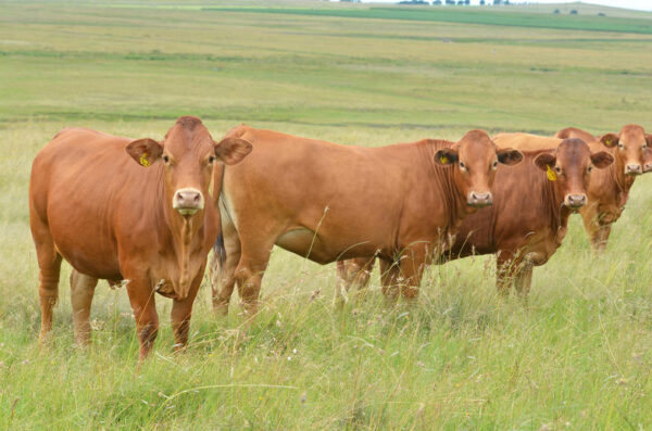 Beefmaster Cattle