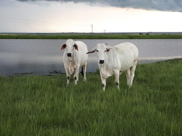 Brahman Cattle