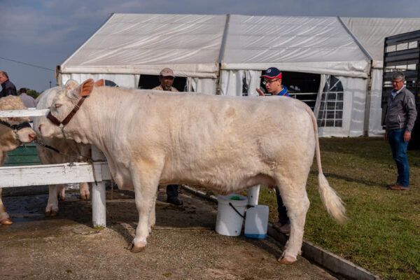 Charolais Cattle