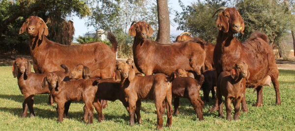 Full Blood Kalahari Red Goats