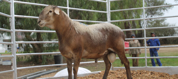 Meatmaster Sheep ( Rams / Ewes)