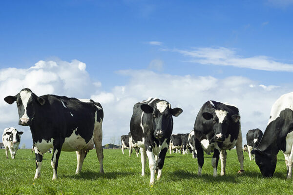 Holstein Cattle