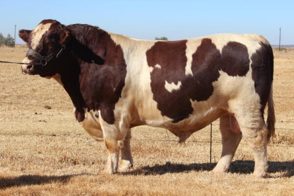 Shorthorn Cattle