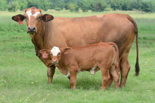 Simbra Cattle