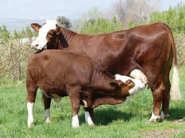 Simmentaler Cattle