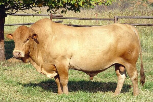 Tuli Cattle