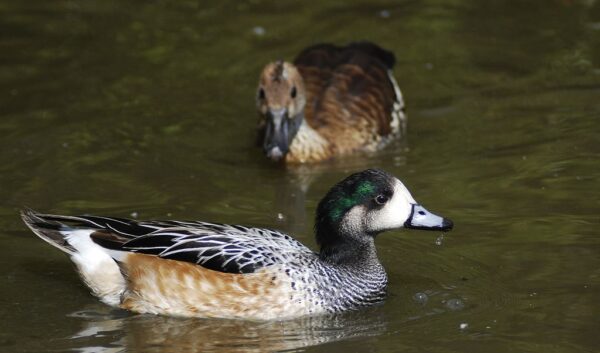 Chiloe Wigeon