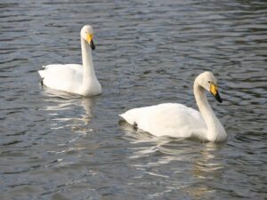 Whooper Swan