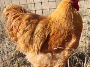 Buff Orpingtons