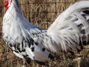 Hamburg Layer Chickens