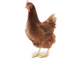 Point of Lay Chickens Lohmann Brown