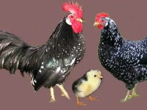 ANCONA Chickens Layer Hens