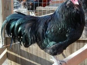 Araucana Layer Chickens