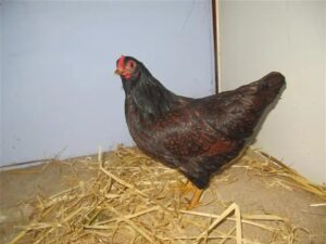 Barneveld Layer Chickens