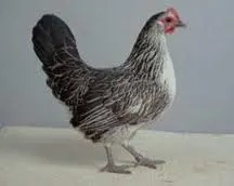 Bassette Layer Chickens