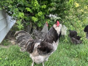 Blue Ameraucana Chicken