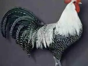 Brakel Layer Chickens