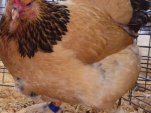 Buff Brahma Bantam