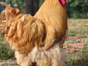 Buff Cochin Standard Chicken