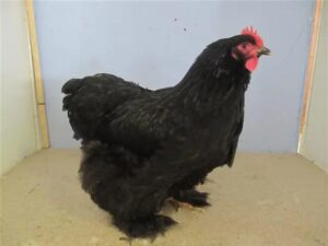 Cochin Layer Chickens