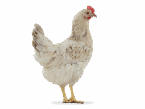Dekalb Amberlink Layer Chicken
