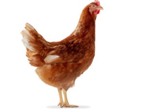 Dekalb Brown Layer Chicken